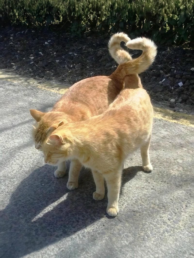 ảnh mèo cute trái tim (23)