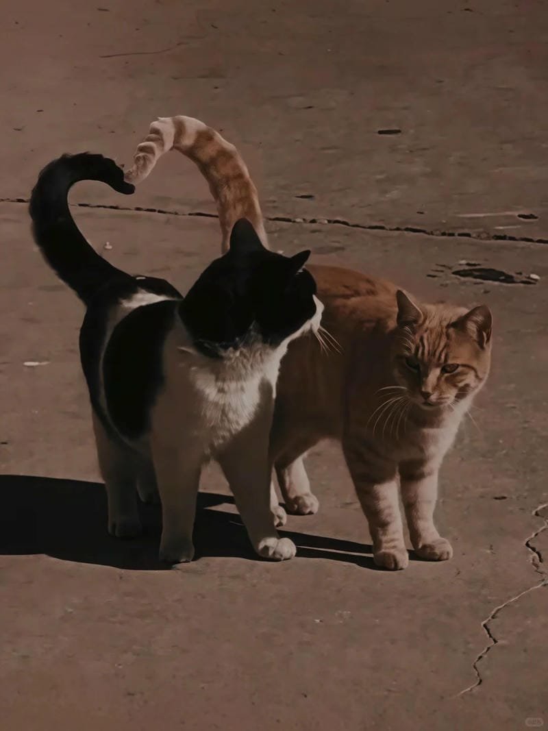 ảnh mèo cute trái tim (24)