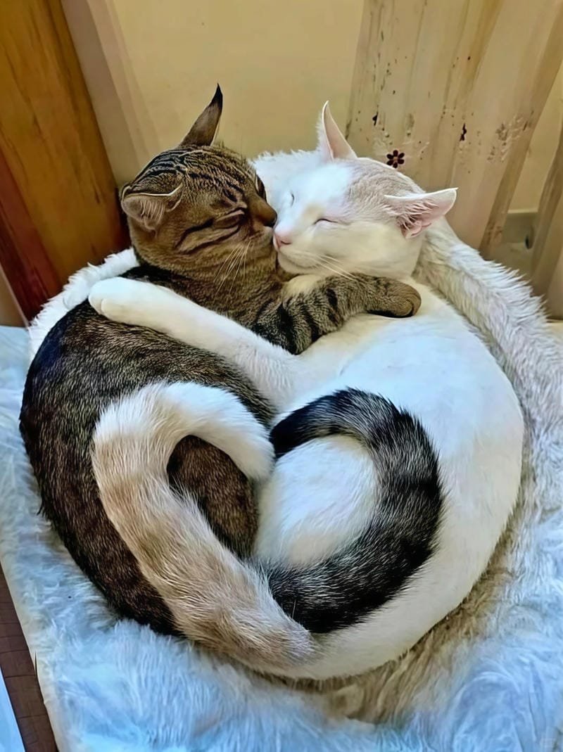 ảnh mèo cute trái tim (25)