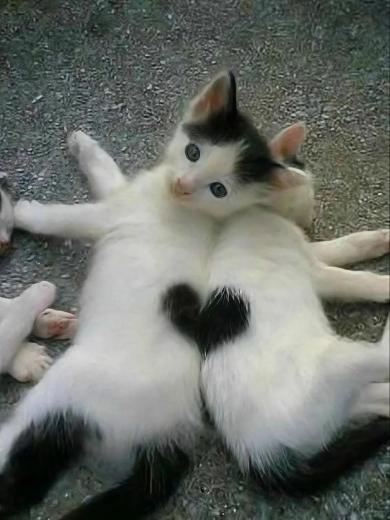 ảnh mèo cute trái tim (26)