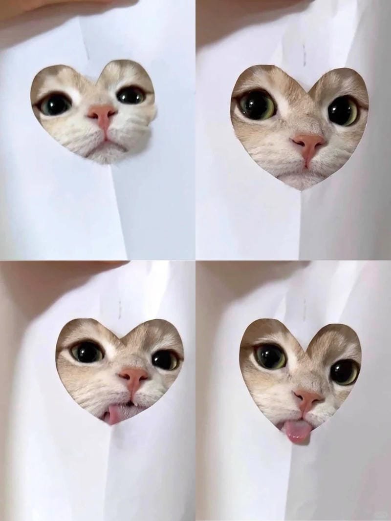 ảnh mèo cute trái tim (28)