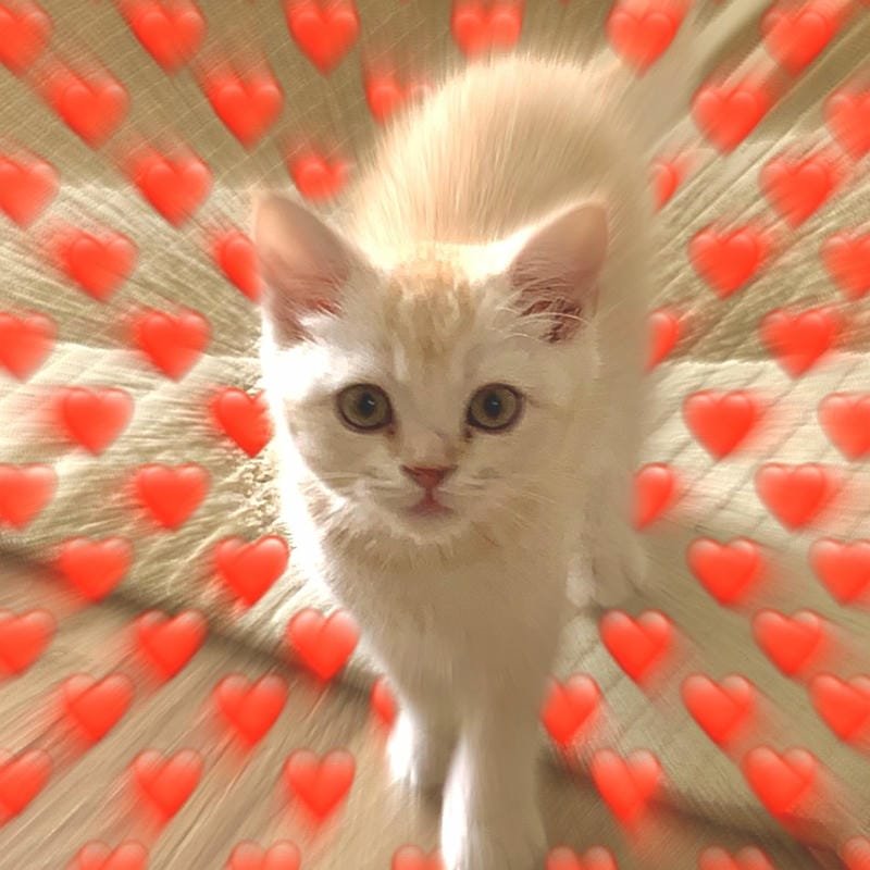 ảnh mèo cute trái tim (3)