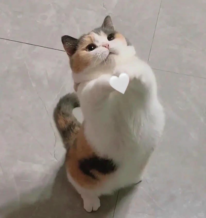 ảnh mèo cute trái tim (31)