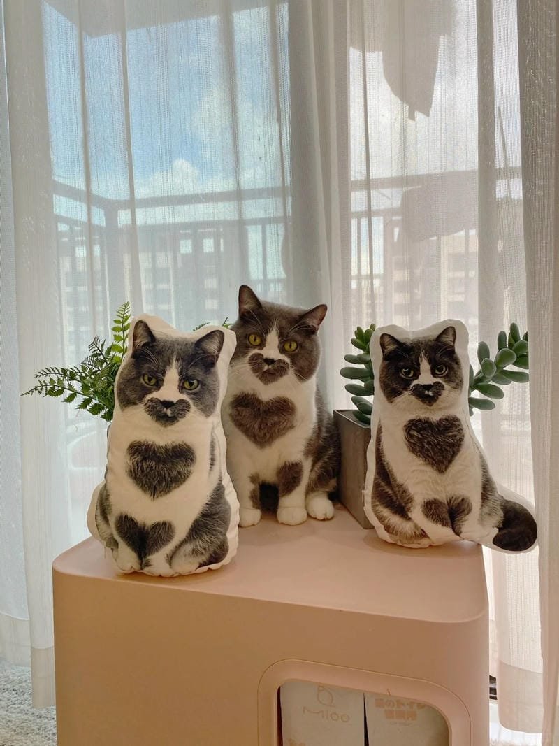 ảnh mèo cute trái tim (32)