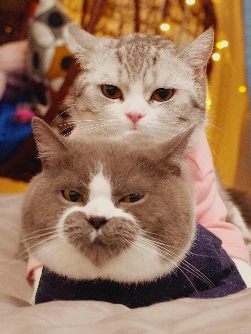 ảnh mèo cute trái tim (33)