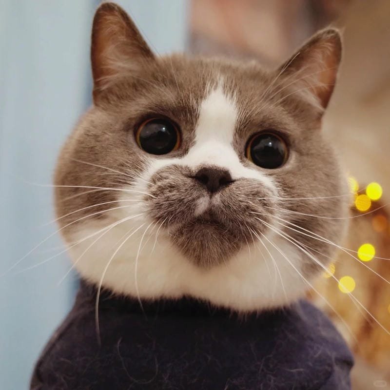 ảnh mèo cute trái tim (34)