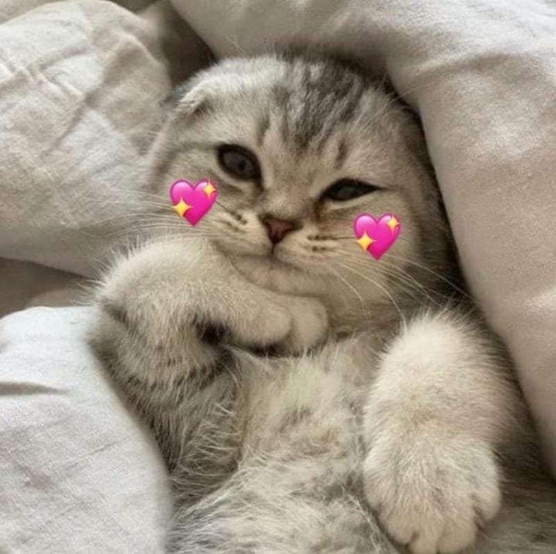 ảnh mèo cute trái tim (5)