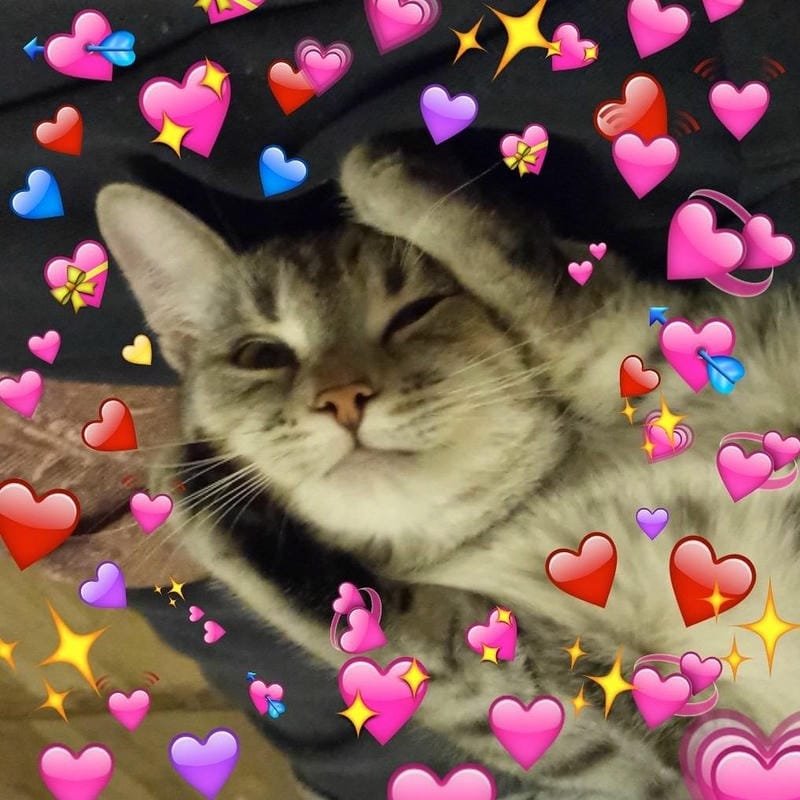 ảnh mèo cute trái tim (6)