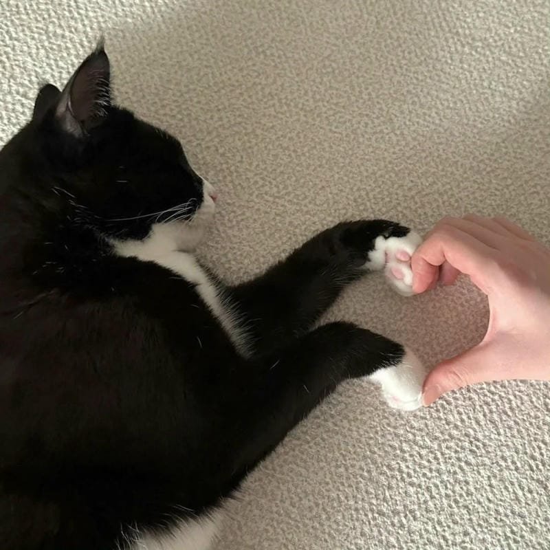 ảnh mèo cute trái tim (7)