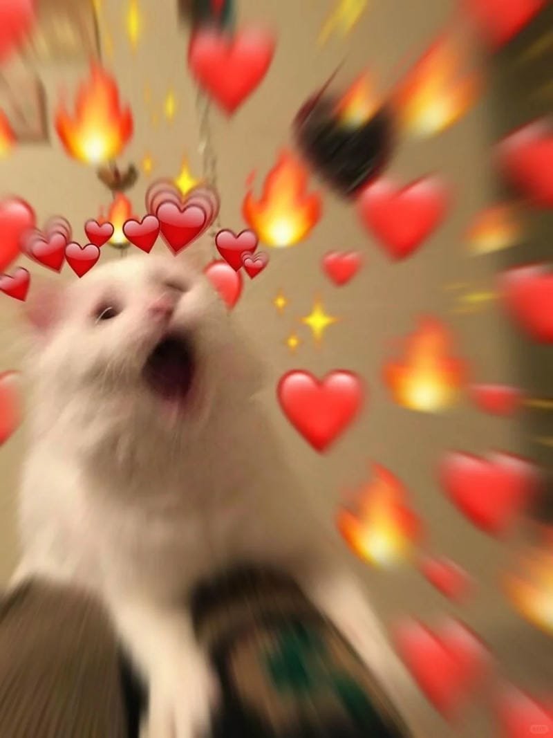 ảnh mèo cute trái tim (8)