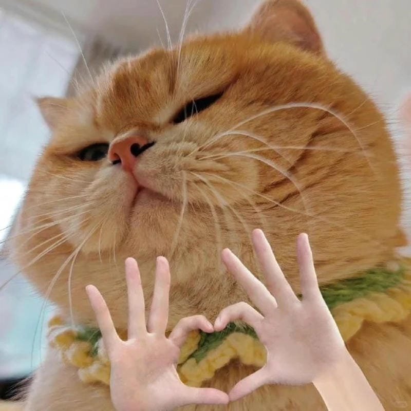 ảnh mèo cute trái tim (9)