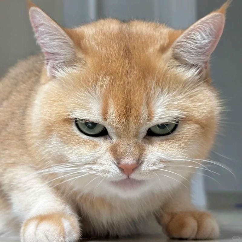 ảnh mèo giận cute (10)