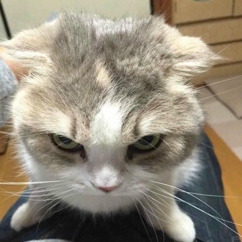 ảnh mèo giận cute (11)