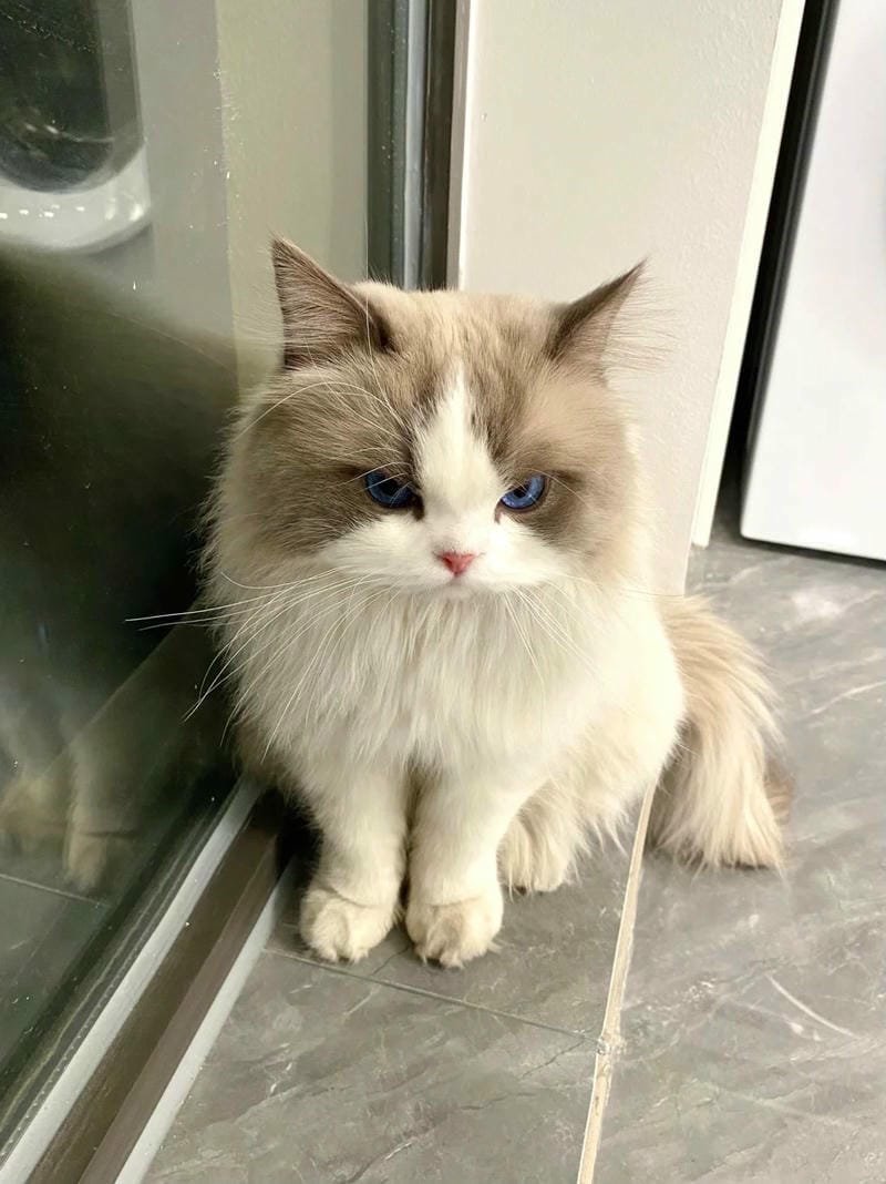 ảnh mèo giận cute (12)