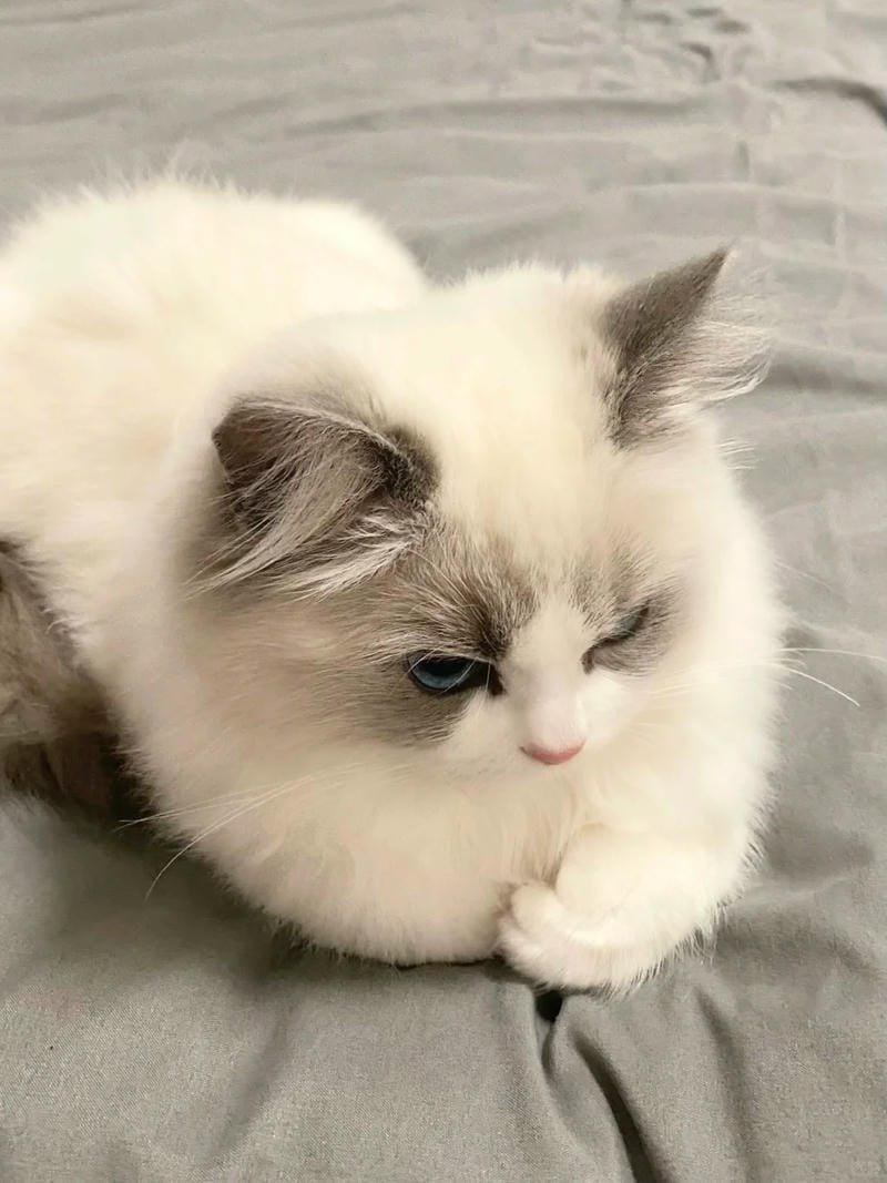 ảnh mèo giận cute (13)