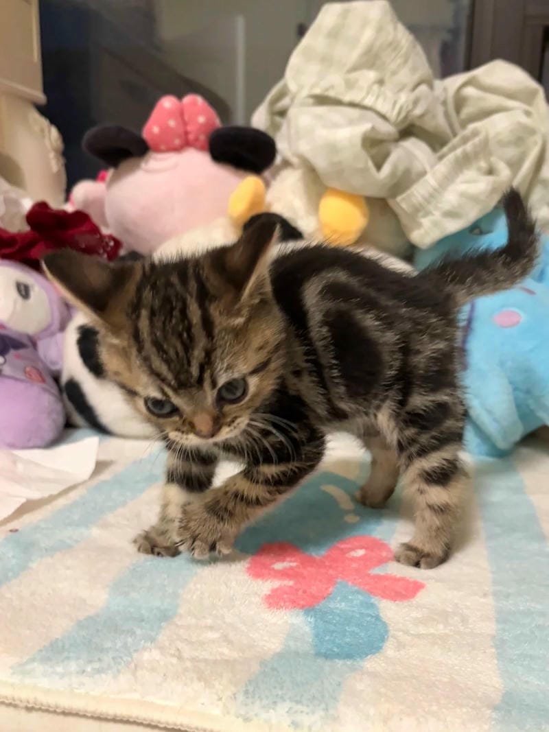 ảnh mèo giận cute (17)