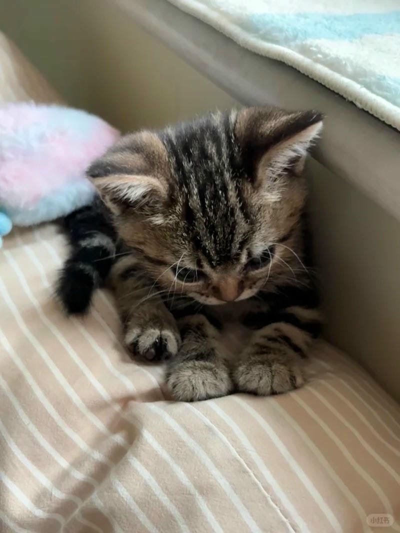 ảnh mèo giận cute (18)