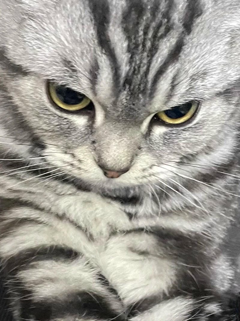 ảnh mèo giận cute (19)