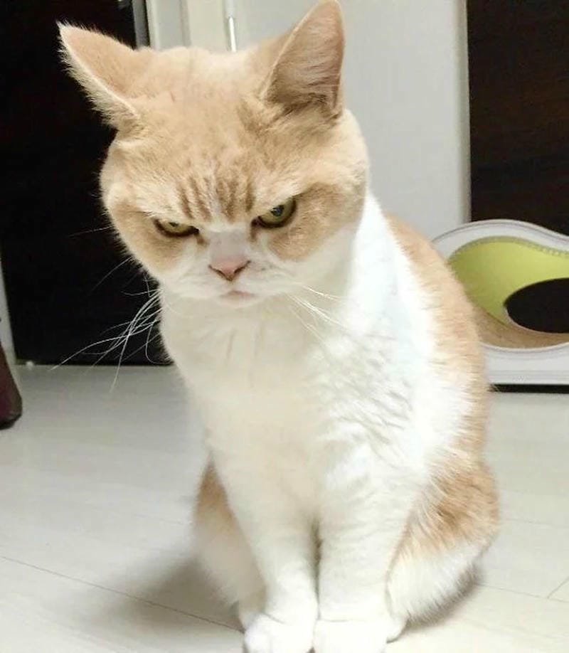 ảnh mèo giận cute (2)