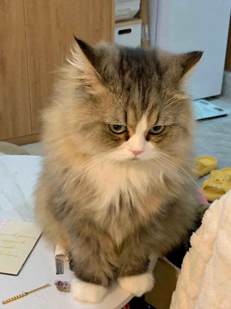 ảnh mèo giận cute (20)