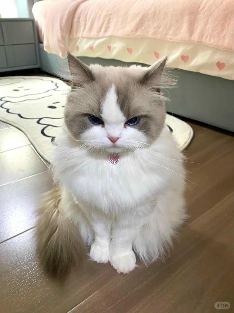 ảnh mèo giận cute (21)