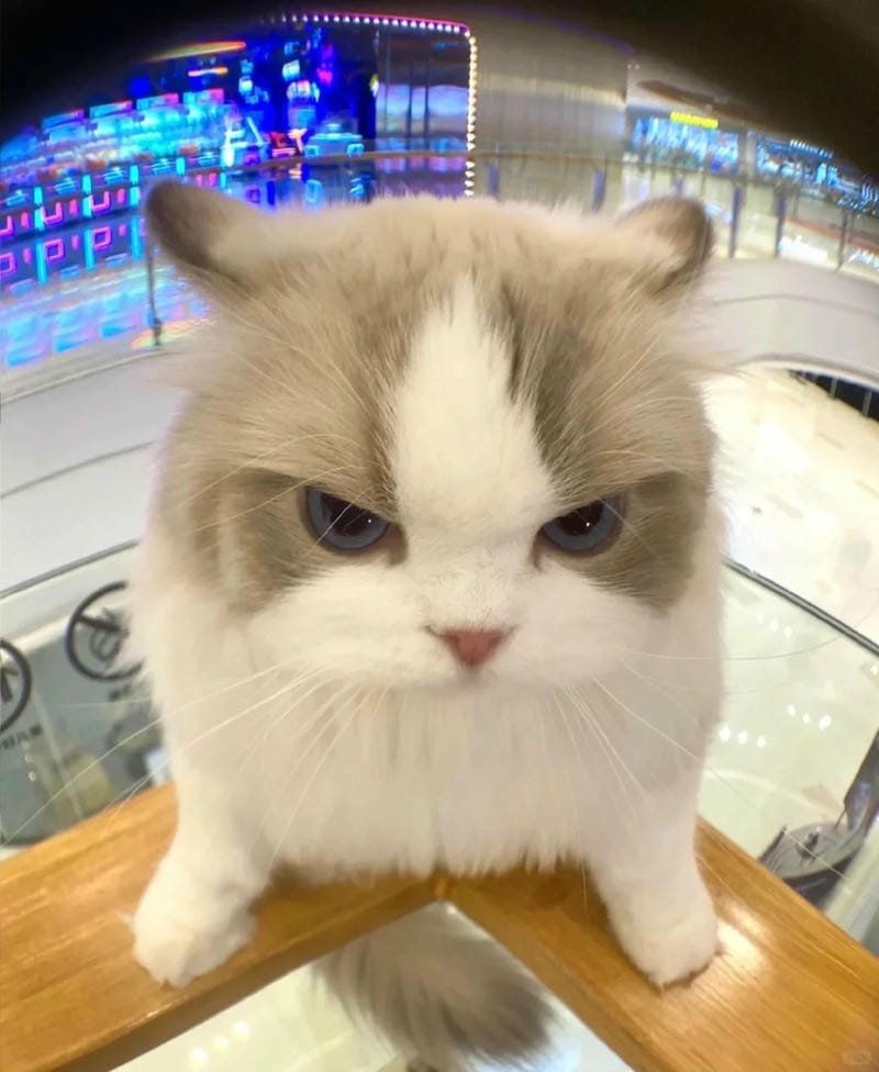 ảnh mèo giận cute (23)