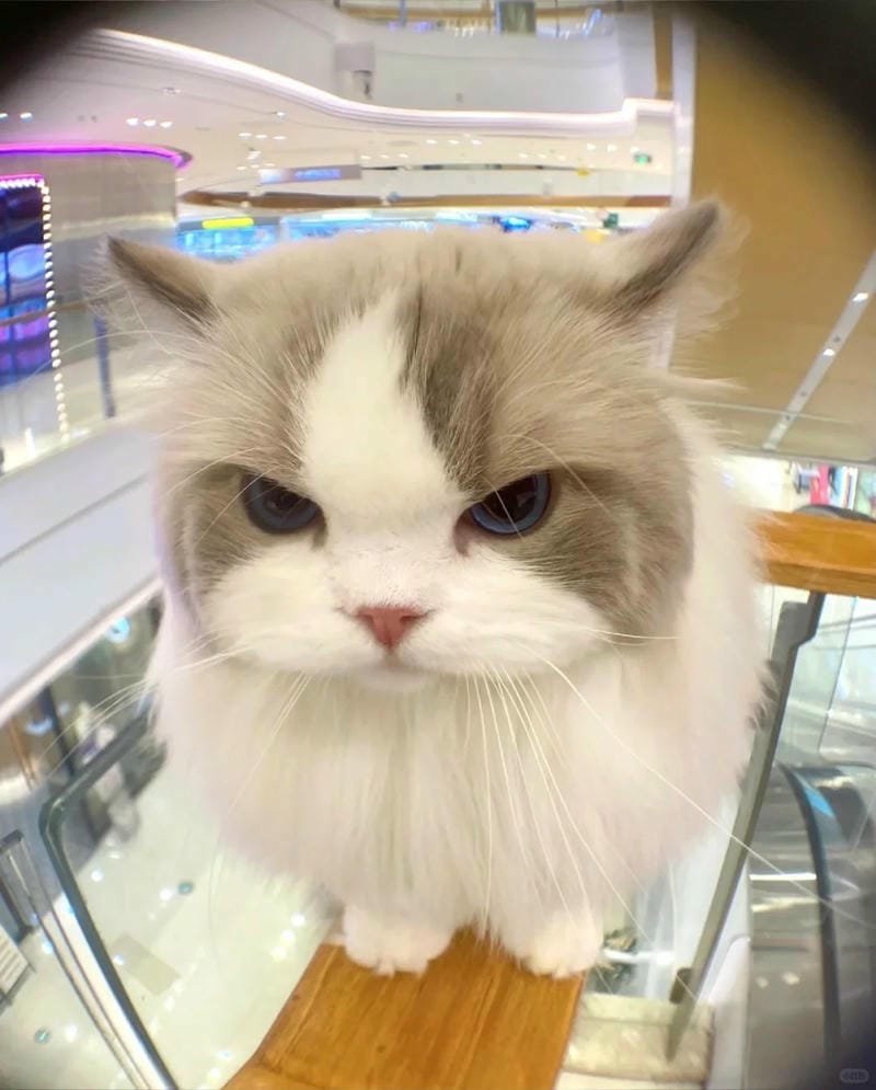 ảnh mèo giận cute (24)