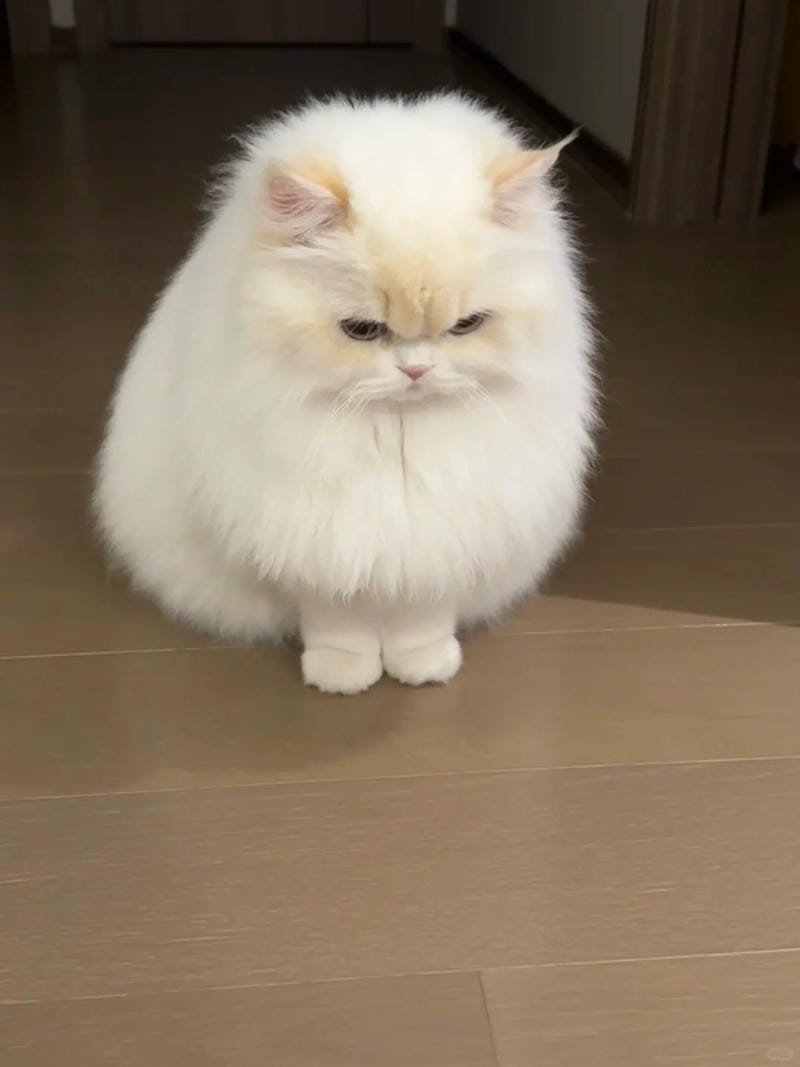 ảnh mèo giận cute (26)