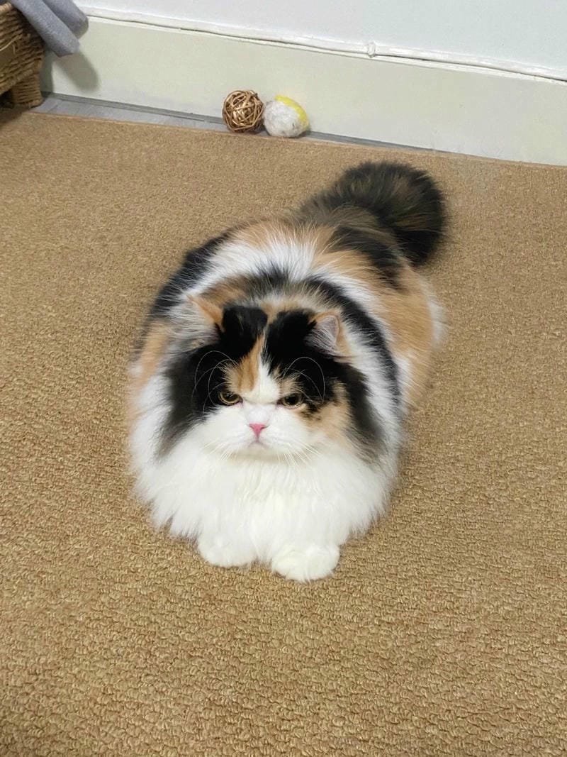 ảnh mèo giận cute (27)