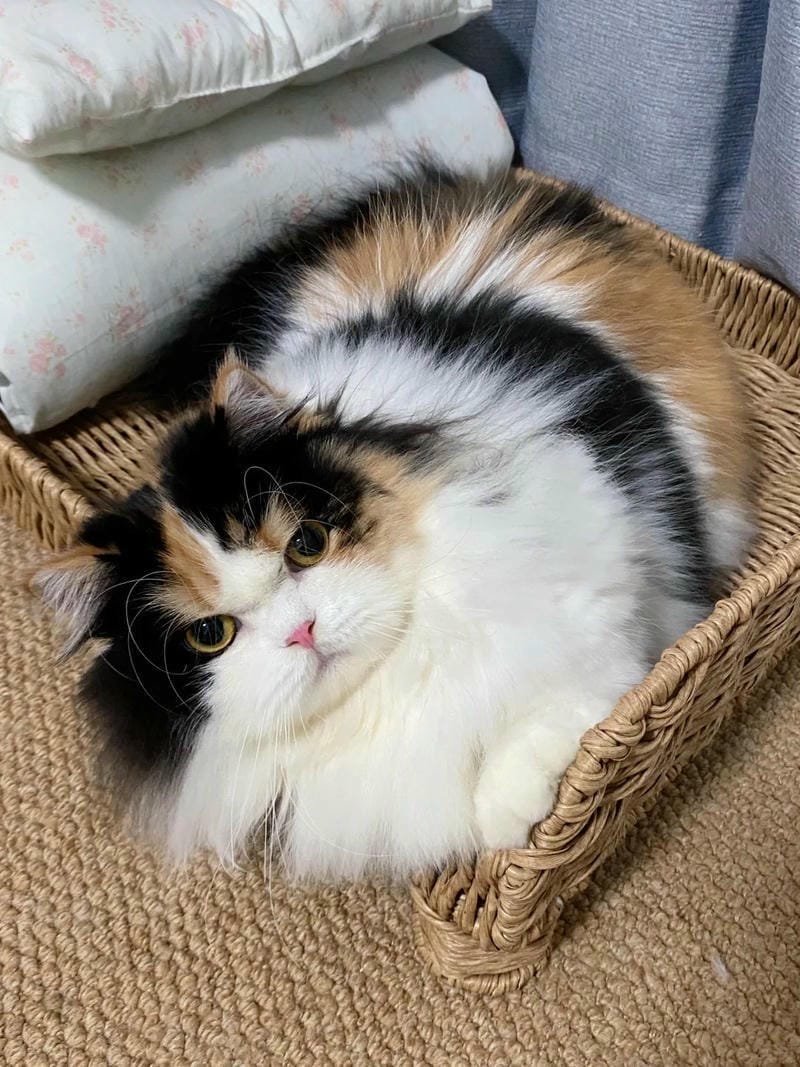 ảnh mèo giận cute (28)