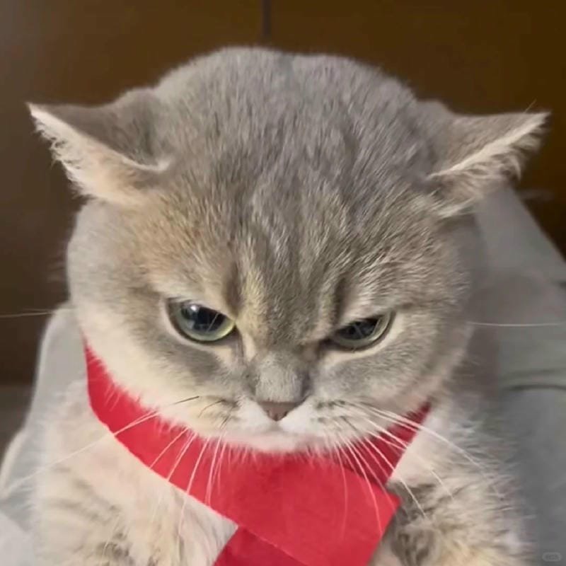 ảnh mèo giận cute (29)