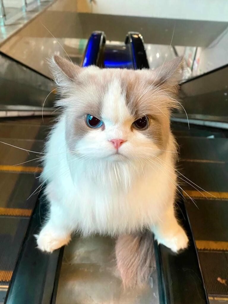 ảnh mèo giận cute (30)