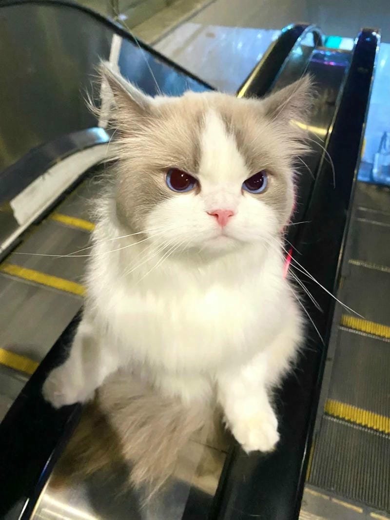 ảnh mèo giận cute (31)