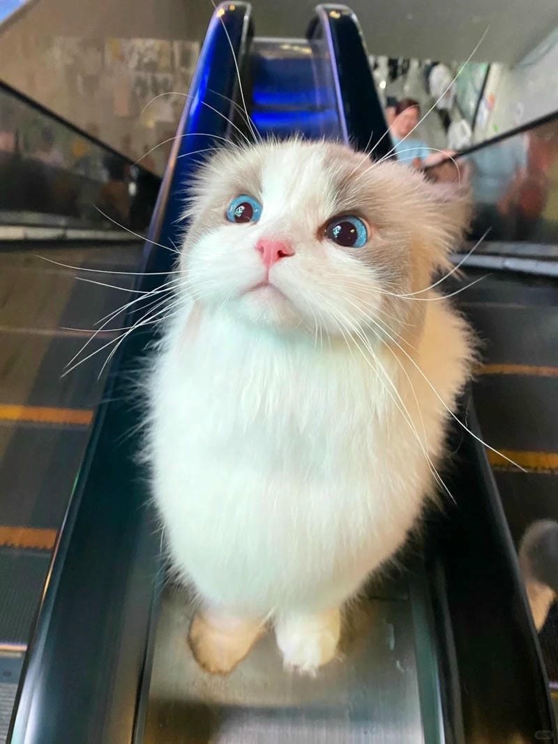 ảnh mèo giận cute (32)