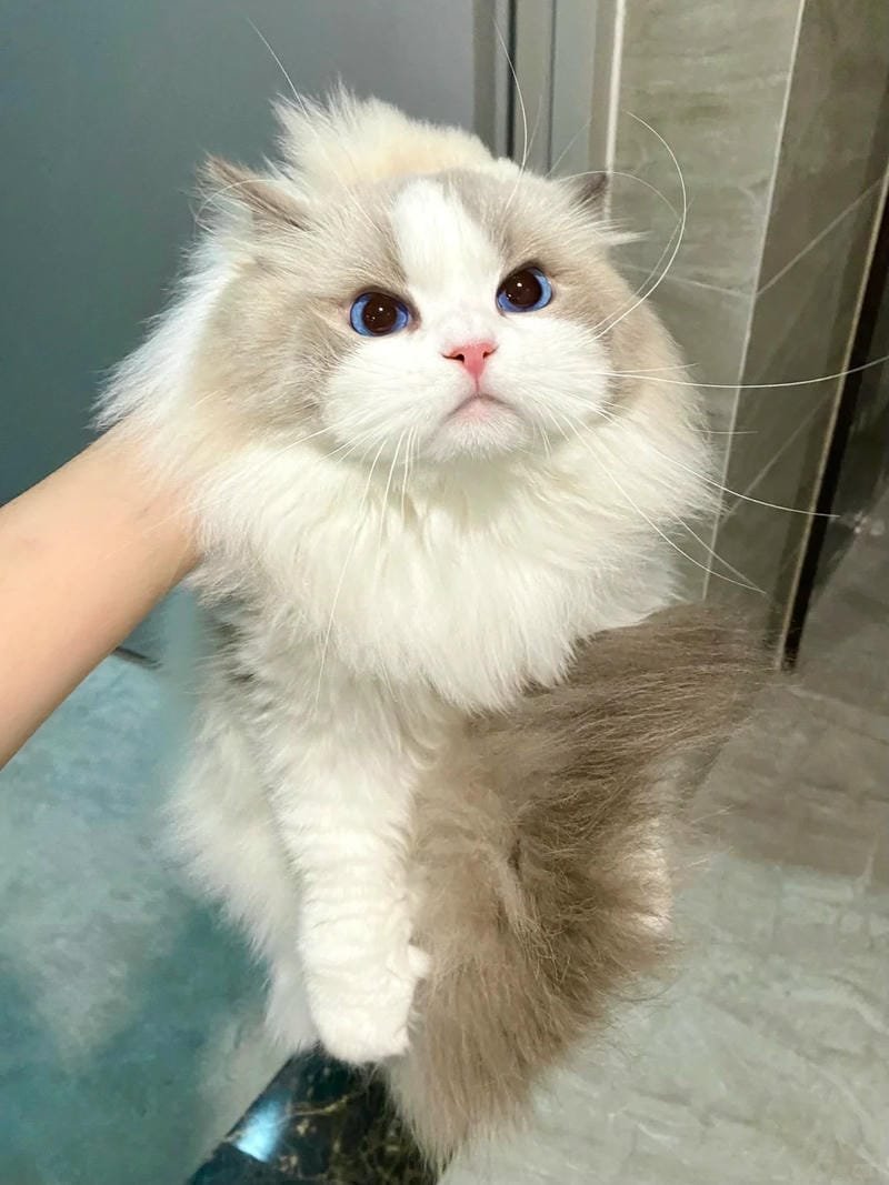 ảnh mèo giận cute (34)