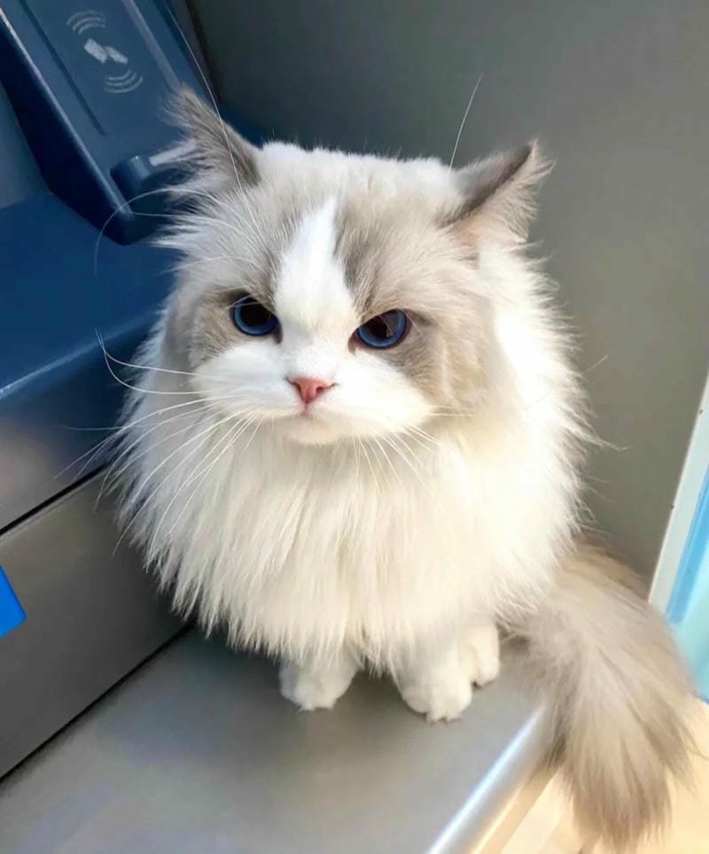 ảnh mèo giận cute (36)