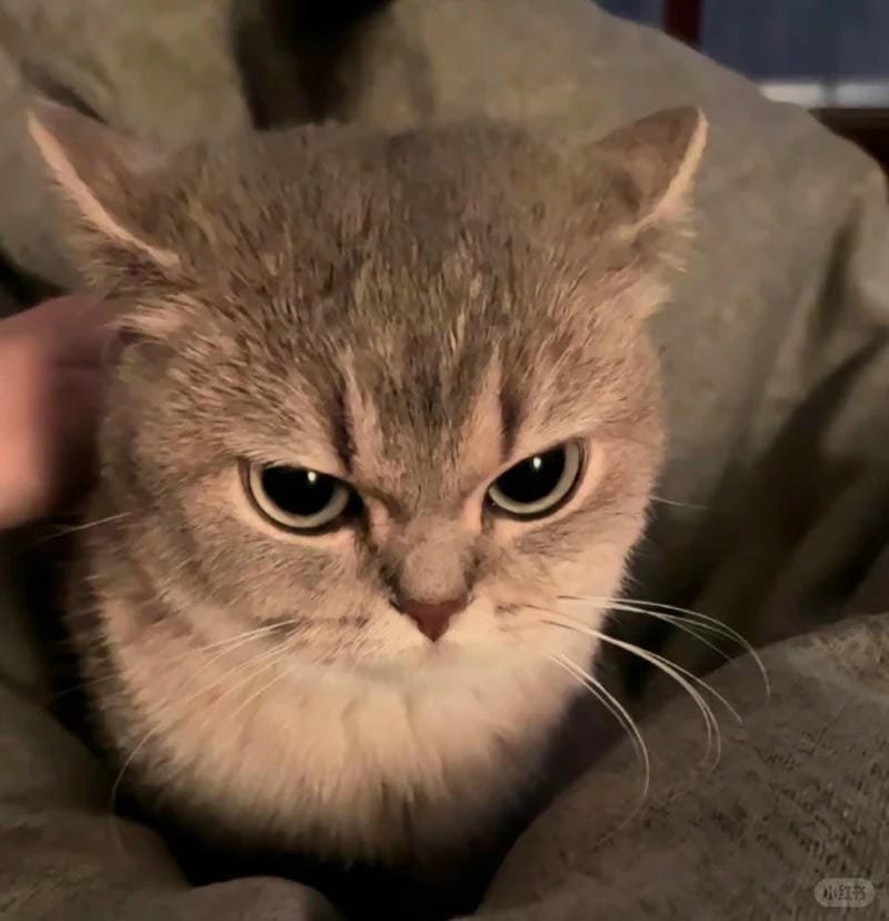 ảnh mèo giận cute (37)