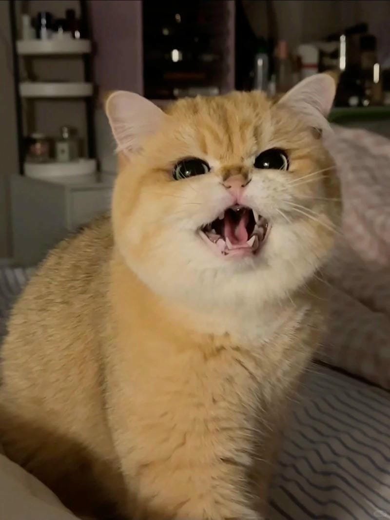 ảnh mèo giận cute (38)