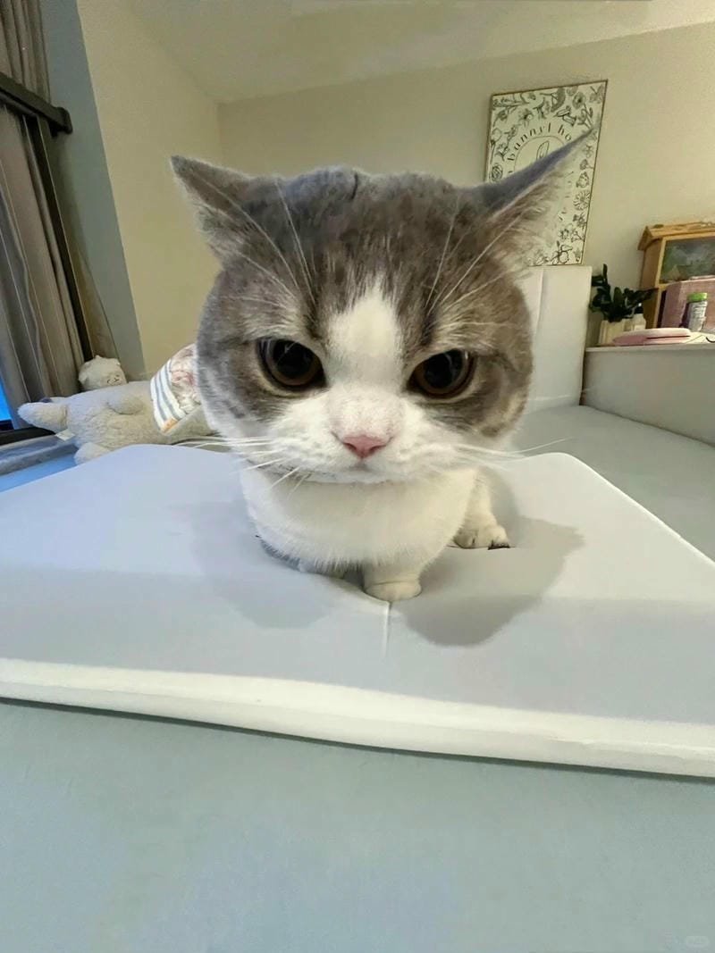 ảnh mèo giận cute (39)