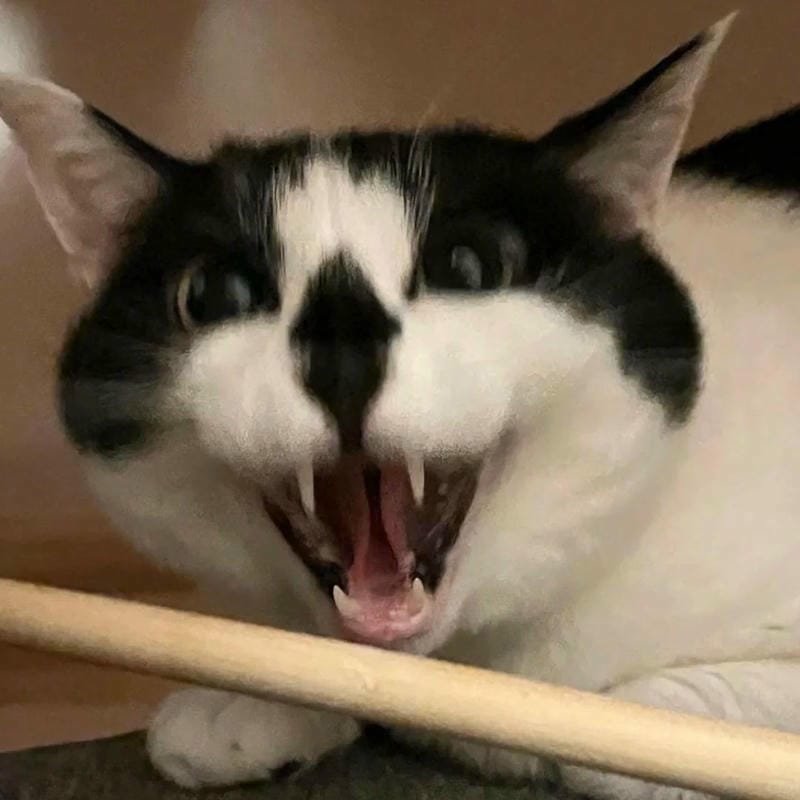 ảnh mèo giận cute (4)