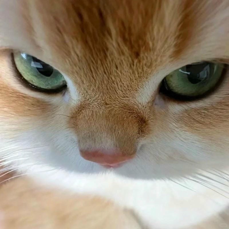 ảnh mèo giận cute (6)