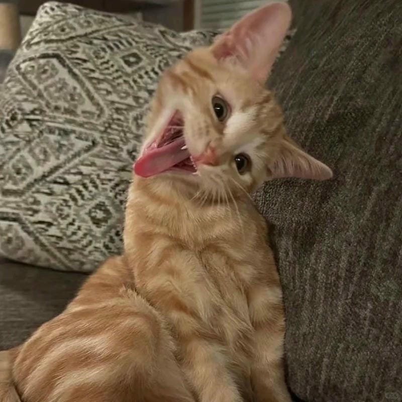 ảnh mèo giận cute (7)