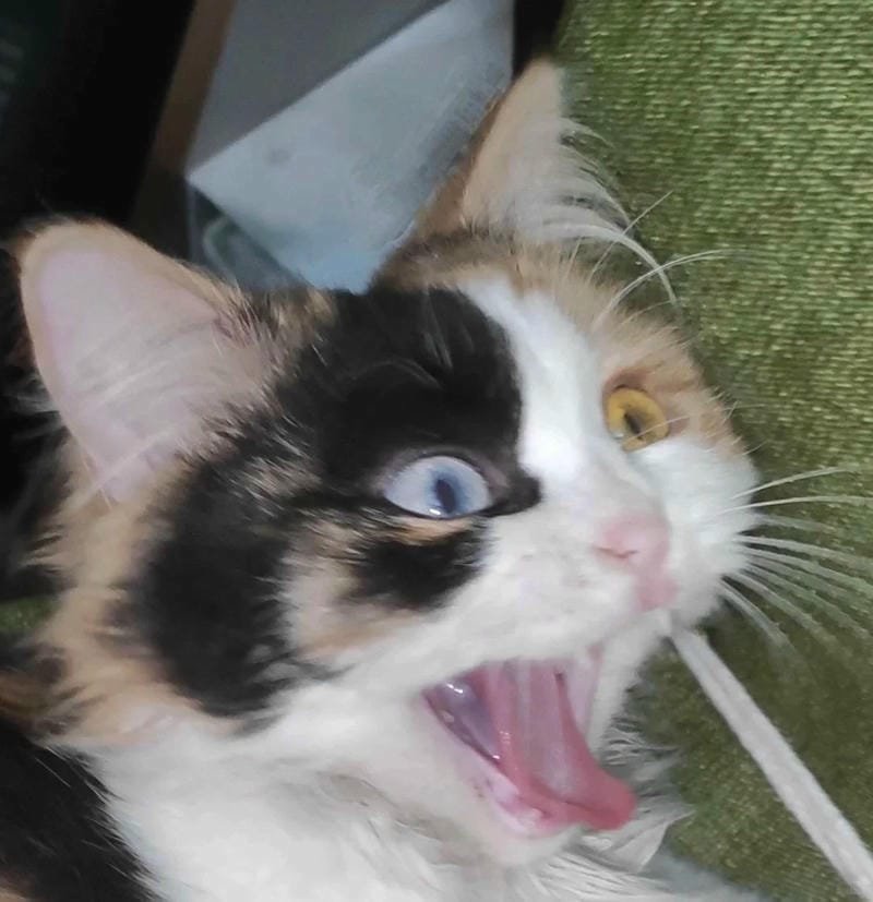 ảnh mèo giận cute (8)