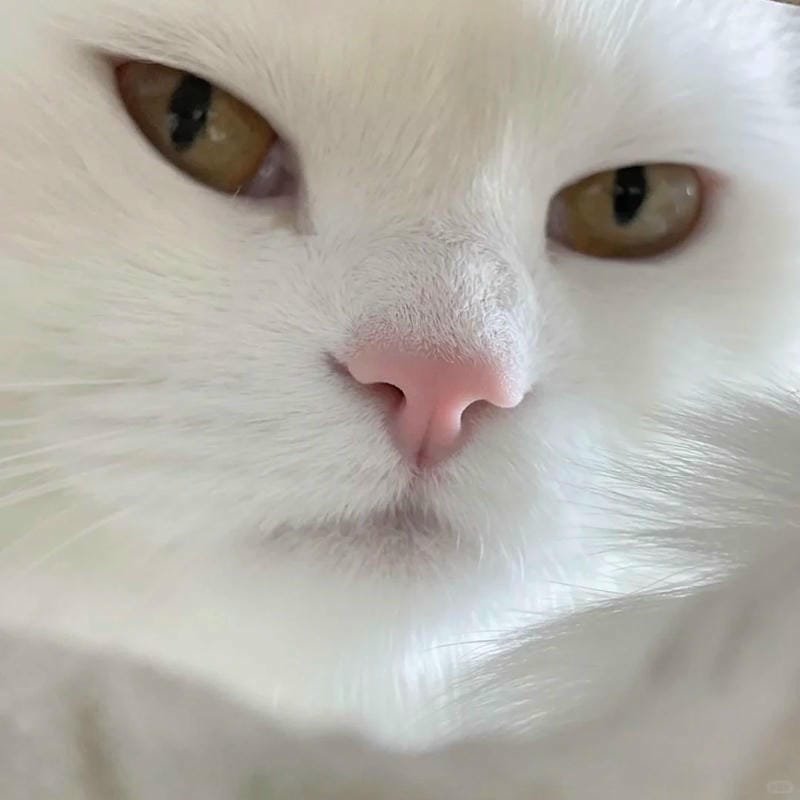 ảnh mèo giận cute (9)