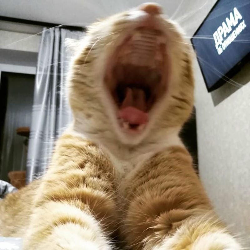 ảnh mèo ngáo cute (1)