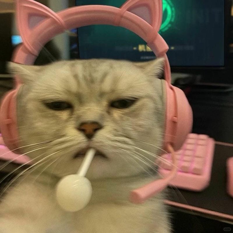 ảnh mèo ngáo cute (12)