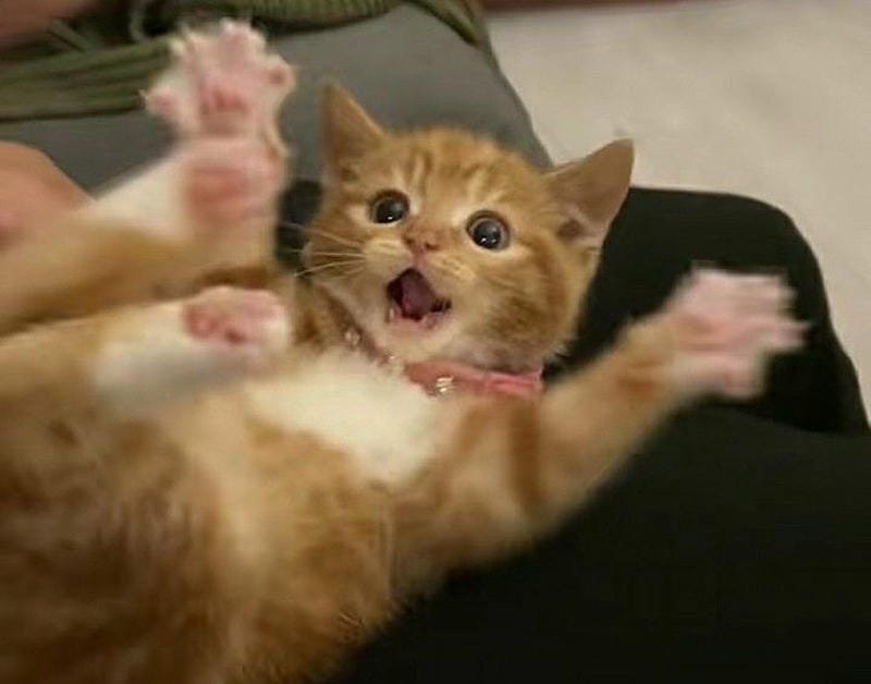 ảnh mèo ngáo cute (13)