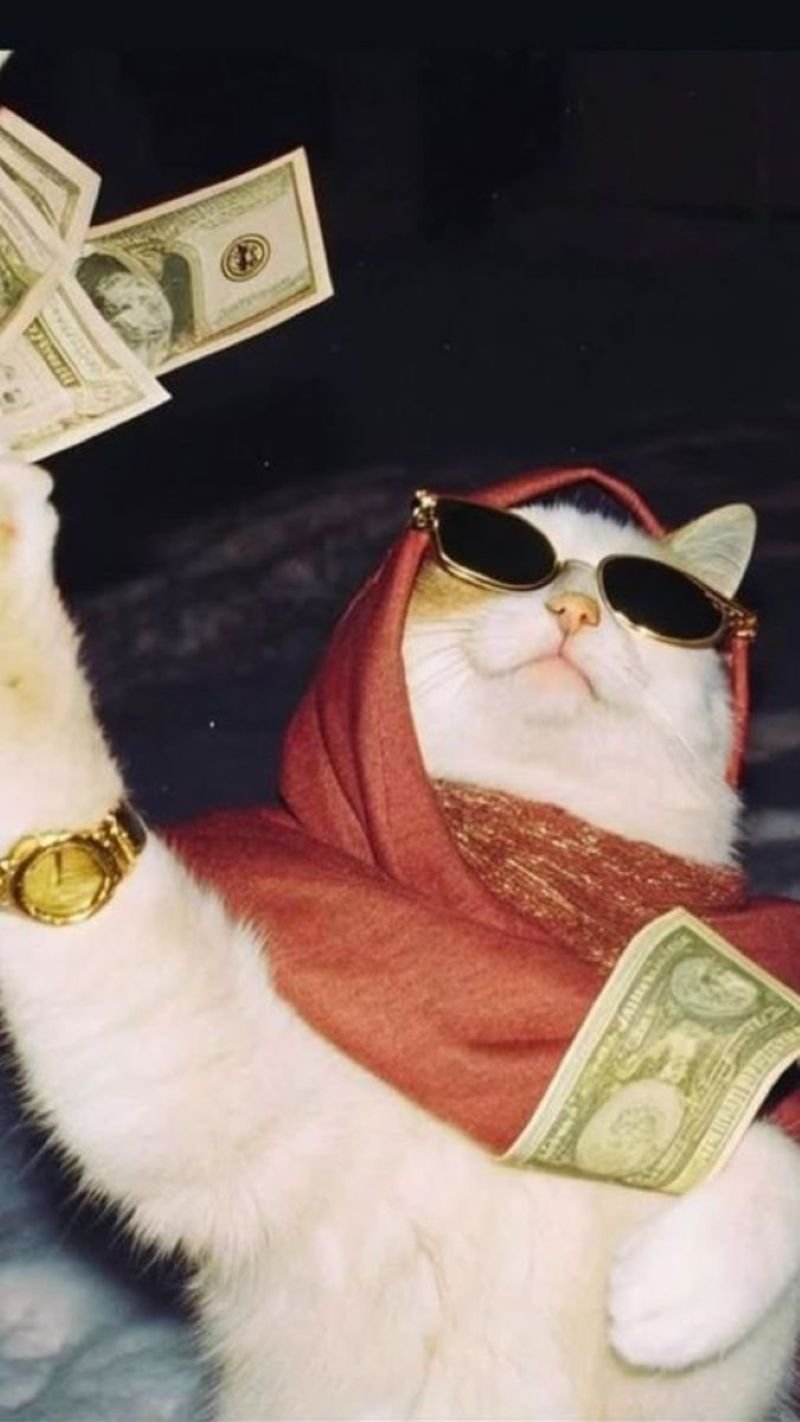 ảnh mèo ngáo cute (14)