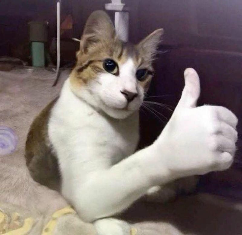 ảnh mèo ngáo cute (16)