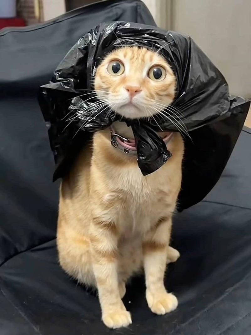 ảnh mèo ngáo cute (17)